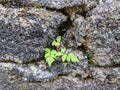Small green ferns growing on an old brick wall. Royalty Free Stock Photo