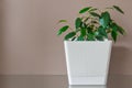 Small green ficus in white pot against background of beige wall. sprout. Houseplant. Layout or background with copy Royalty Free Stock Photo