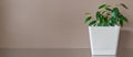 Small green ficus in white pot against background of beige wall. sprout. Houseplant. Layout or background with copy Royalty Free Stock Photo