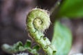 A Coiled Up Fiddlehead from a Fern Royalty Free Stock Photo