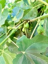 Small Green Figs