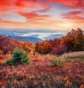 Small green fir tree amoung reg grass on Borzhava mountain range. Royalty Free Stock Photo