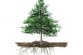 Cross-Section of a Pine Tree with Roots Royalty Free Stock Photo