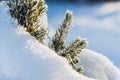 A small green fir tree with white snow and frost for Christmas and New year decorations in winter Royalty Free Stock Photo