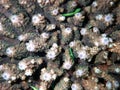 Small Green Fish in Coral Reef