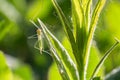 Small green fly insect sitting on grass