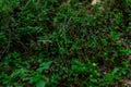 Small green forest grass with smooth leaves grows in the taiga. Unripe lingonberry plant. Wet morning. Royalty Free Stock Photo
