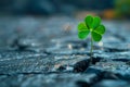 Small green four leaf clover sprouts from the asphalt road.