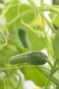 Small green fresh cucumber growing on a branch in the garden and greenhouse. Royalty Free Stock Photo