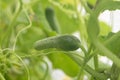 Small green fresh cucumber growing on a branch in the garden and greenhouse. Royalty Free Stock Photo