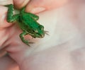Small green frog Royalty Free Stock Photo