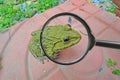 Bight eye of frog in magnifying glass Royalty Free Stock Photo