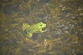 Small green frog floating in a pond with natural water plants Royalty Free Stock Photo