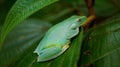 This is a small green frog found in the great forest of Tijuca, forest located in the middle of the great city of Rio de Janeiro,
