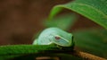 This is a small green frog found in the great forest of Tijuca, forest located in the middle of the great city of Rio de Janeiro,