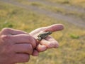 ..A small green frog in the hands of man. Wild nature. The frog will turn into a princess Royalty Free Stock Photo