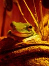 Small green frog on a large log Royalty Free Stock Photo