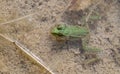 A small green frog Pelophylax from above hiding in the pond. The frog sticks its head out of the water Royalty Free Stock Photo