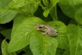 Small green frog perched atop a lush, leafy plant in Fort Pierce, Florida Royalty Free Stock Photo