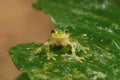 Small green frog perched on leaf Royalty Free Stock Photo