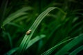 Small green frog resting on a daylily leaf in a summer garden Royalty Free Stock Photo