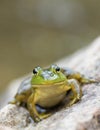 A small green frog sits on a large rock by a pond at dusk.