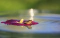 green frog sits on a mallow flower as on a raft in the water and is reflected as in a mirror in a Sunny garden