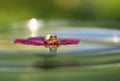 Small green frog sits on a mallow flower as on a raft in the water and is reflected as in a mirror in a Sunny garden