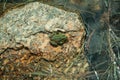 Small green frog on stone among water