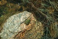 Small green frog on stone among water