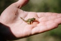 Little green frog with a tail close up