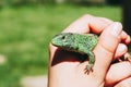 A small green garden lizard in a childs cam Royalty Free Stock Photo