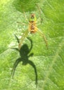 Small green garden spider casting a shadow