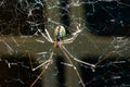 Small green garden spider in a spiderweb Royalty Free Stock Photo