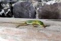 Small green gecko eats a banana in closeup, Caribbean