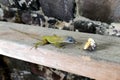 Small green gecko eats a banana in closeup, Caribbean
