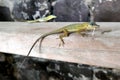 Small green gecko eats a banana in closeup, Caribbean