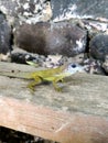 Small green gecko eats a banana in closeup, Caribbean