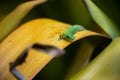 A small beautiful green gecko on a yellow leaf in a natural tropical garden setting Royalty Free Stock Photo