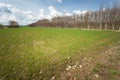 Small green grain growing in the field and young forest, spring day Royalty Free Stock Photo