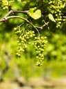 Small green grapes on the vine at a winery Royalty Free Stock Photo