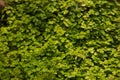 Small green grass backgrounds. Spring green foliage young leaves. Green carpet of grass and leaves. Royalty Free Stock Photo