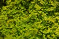 Small green grass backgrounds. Spring green foliage young leaves. Green carpet of grass and leaves. Royalty Free Stock Photo