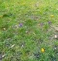 Small green grass field full of old fallen leaves and crocuses