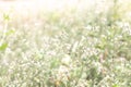 Green grass flowers and blur green background