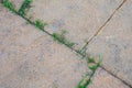 Small green grass in the pavement of cement or concrete floor ground. Royalty Free Stock Photo