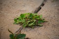 small green grass in the pavement of cement or concrete floor ground. Royalty Free Stock Photo