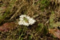 A small green grasshopper against the background of a blooming yarrow, Plana mountain