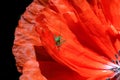 Small green grasshopper close-up, on a red poppy. Macro photography Royalty Free Stock Photo
