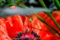 Small green grasshopper close-up, on a red poppy. Macro photography Royalty Free Stock Photo